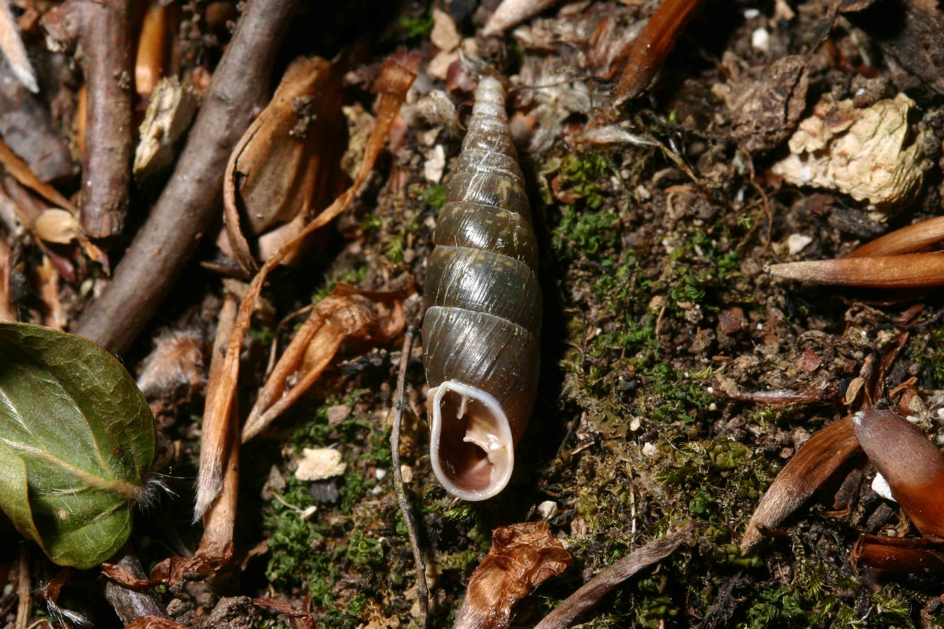 Cochlodina (Cochlodina) laminata (Montagu, 1803)  (TE)